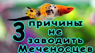 3 Причины не заводить Меченосцев 3 причины не покупать Меченосцев