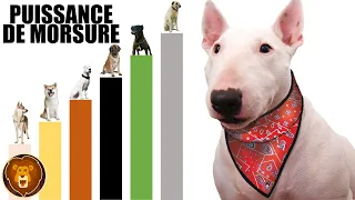 Les Races de Chiens avec la Morsure la Plus Puissante