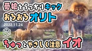 【旭山動物園】幸せゴロ〜ンしたら愛娘をうっかりキック！おろおろオリトパパ🦁💦チュッとやさしく注意イオまま🐱(11/24) [Asahiyama Zoo]  Lion, Orito's Family.