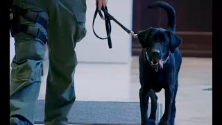 Meet Willie, the Ravens' Newest Security Dog