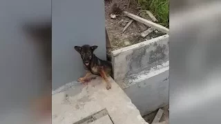 Man saves a trapped dog