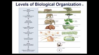 Bio 111 Chapter 1 The Study of Life