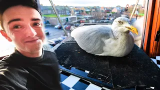 My Pet Seagull Came Home!