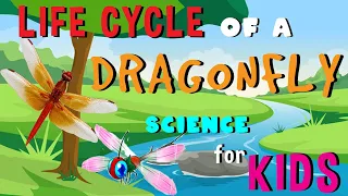 Life cycle of Dragonfly | Science for Kids