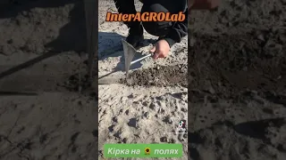 Кірка на соняшникових полях