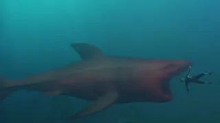 The great white shark has mutated and escaped from the aquarium to play with humans!