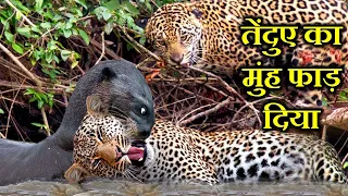 तेंदुआ vs शेर , तेंदुआ vs ऊदबिलाव , तेंदुआ vs बबून। LEOPARD VS LIONS , LEOPARD VS OTTERS.