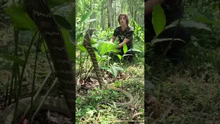 Face to face with the King Cobra, the World's Most Venomous Snake #shorts #youtubeshorts #animals