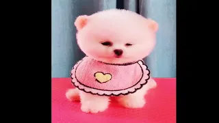 Pomeranian puppies 😍 Funny and Cute Pomeranian Videos (P74)