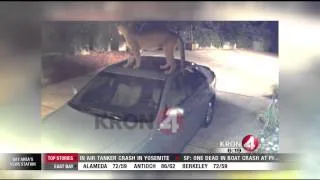 Mountain Lion Caught on Camera Prowling San Jose Neighborhood