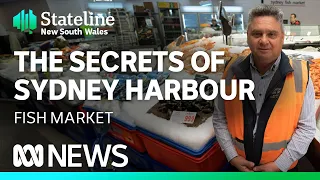 Behind the scenes at the Sydney Fish Market | Stateline | ABC News