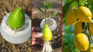 Best way to grow lemon tree with lemon fruit and fresh garlic |