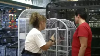 Cage World - Training African Grey Parrot Behavior Problem