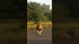 The grumpy S21 male Lion charging a vehicle.