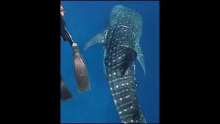 Спасение китовой акулы / Whale shark rescue