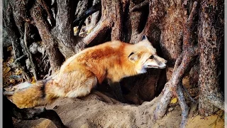 Лиса роет нору /  Fox digs a burrow 🦊