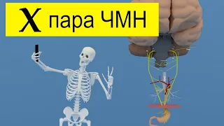 Блуждающий нерв за 2 минуты | Путь от мозга (схематично) | Medanatfarm