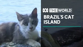 Brazil’s cat island inhabitants turn on each other | The World