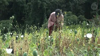 “What can we do to earn money except grow poppies?” farmer in Myanmar’s Chin state.