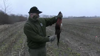 Bowhunting for pheasants - Dennis´ big roosters - Tales From the Willows - Compound bow