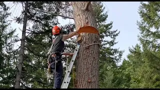 Man with Chainsaw and Ladder vs. Big Tree
