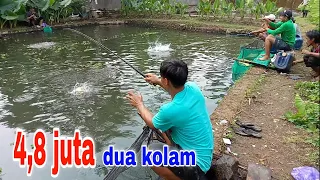 Sudah kepalang tanggung‼️kolam pertama rugi,nambah satu kolam lagi...