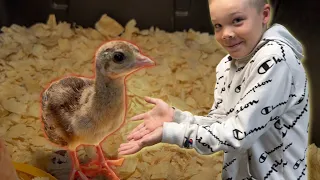 Hatching Our First Peafowl!