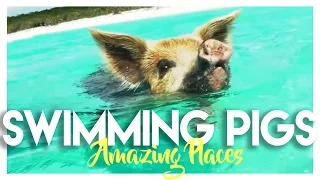 BAHAMAS: SWIMMING PIGS ISLAND IN EXUMA!