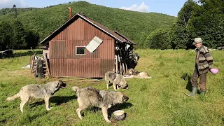 Cum se descurcă badea Petrea la 73 de ani cu 300 de oi?! 8 căței de ciobănesc CARPATIN 2023