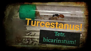 Camp. turcestanus , Tetr. bicarinatum, Messor capitatus. Обзорчик!