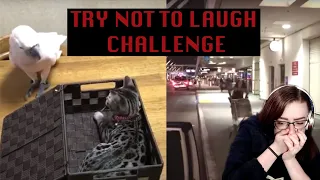 Try Not to Laugh Challenge (FailArmy) | Reaction