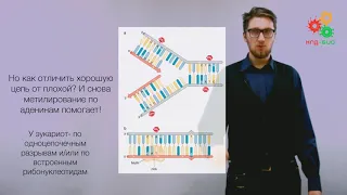 Поддержание и копирование генома. Мутации и репарация ДНК