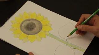 Рисуем подсолнух карандашами.We draw a sunflower with pencils.