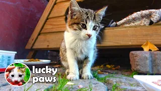 Poor Kitten is Sick and Can't Stop Groaning Until it's Rescued | Lucky Paws