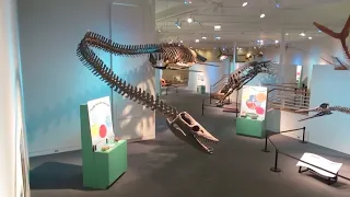 Кто такой гидротерозавр?