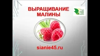 Выращивание малины