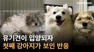 손길을 거부하던 강아지와 자기밖에 모르던 강아지가 형제가 되기까지ㅣ유기동물 입양ㅣ유기견입양ㅣ유기견 입양후기ㅣ입양 후 변화