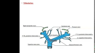 Veins of the Thorax - Dr. Ahmed Farid