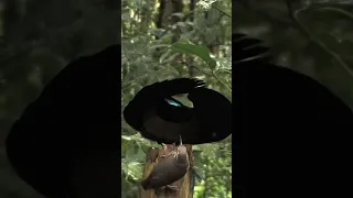 Evolution of Birds of Paradise 2