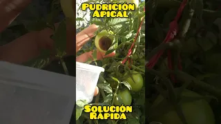 SOLUCIONA LA "PUDRICIÓN APICAL EN TOMATE"