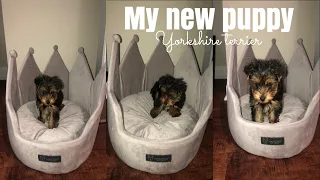 I GOT A PUPPY! | Teacup Yorkie | YEMI ASHIANNA