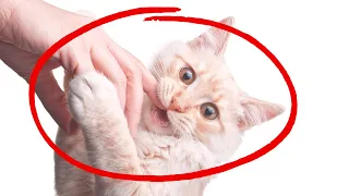 The Real Reason Your Cat Bites You Is Heartwarming