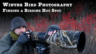 Winter Bird Photography: Finding a Birding Hot Spot