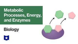 Metabolic Processes, Energy, and Enzymes | Biology