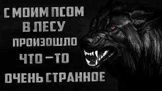 Страшные истории. С моей собакой в лесу ночью произошло что-то странное. Creepypasta.