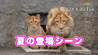 【旭山動物園ライオン】オリトファミリーの登場シーンが再び！