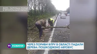 В Тернопільській області посеред траси дерево впало на автобус