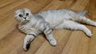 Кошка Хлоя Бегает за Хозяйкой и Жалобно Мяукает 😻 МЯУКАНЬЕ / Говорящие коты