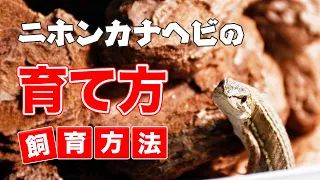 カナヘビの飼い方・育て方【飼育方法】