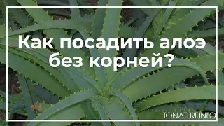 Как посадить алоэ без корней? | toNature.Info